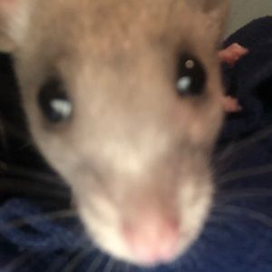 Meet your Posher, Ruby